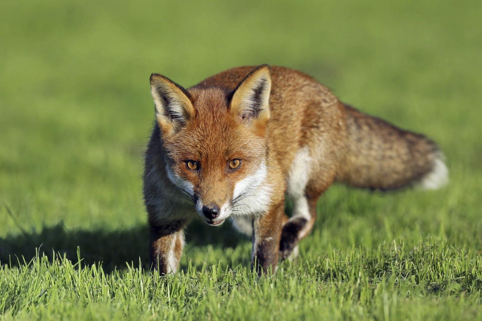 Fox by Dean Eades