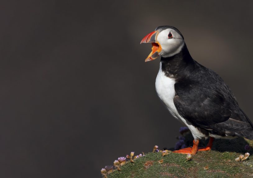 Puffin by Dean Eades