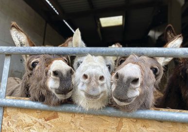 Bransby Horses