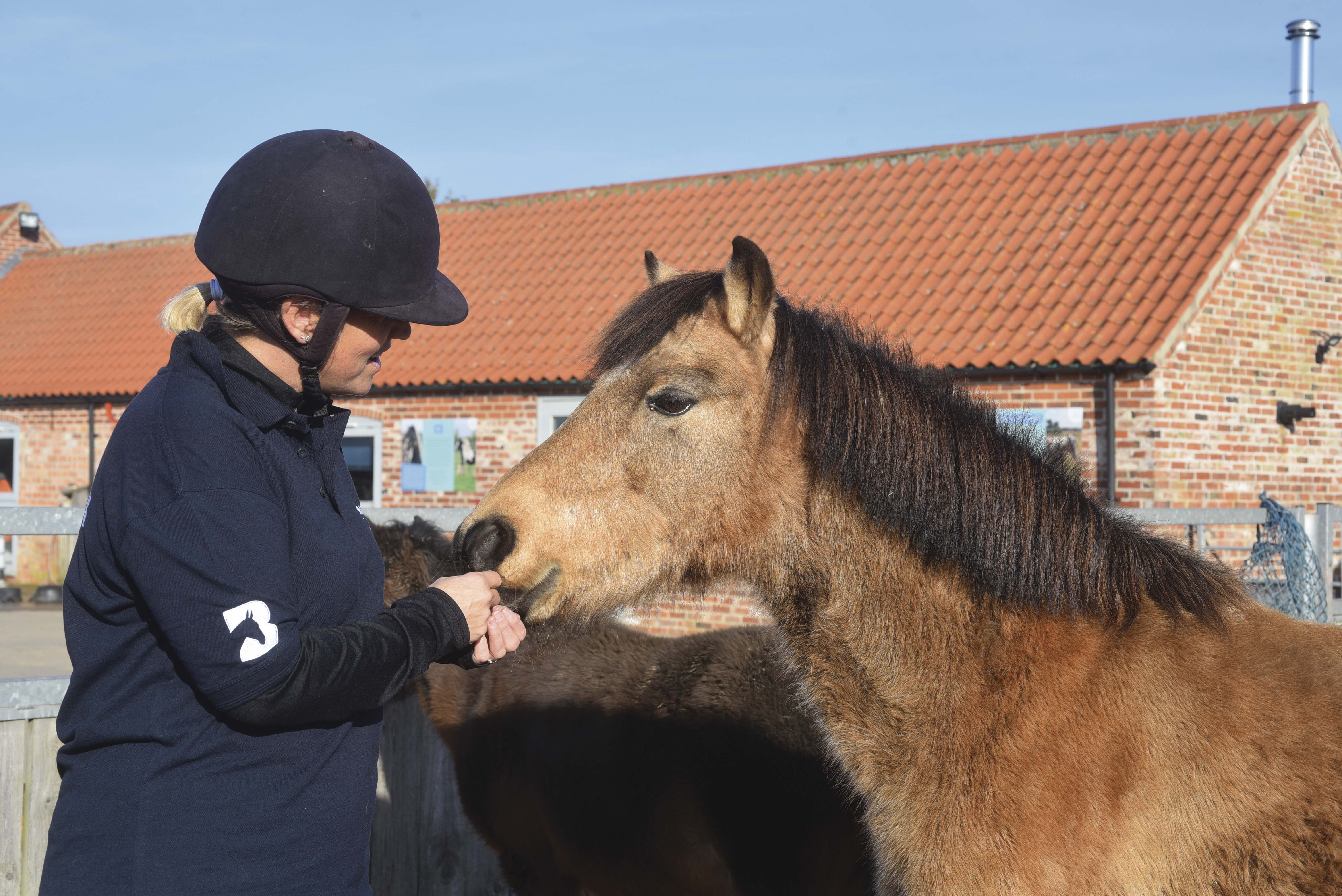 Bransby Horses