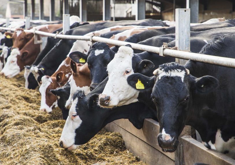 Doreen and her friends at Market Rasen's Home Farm Dairy.