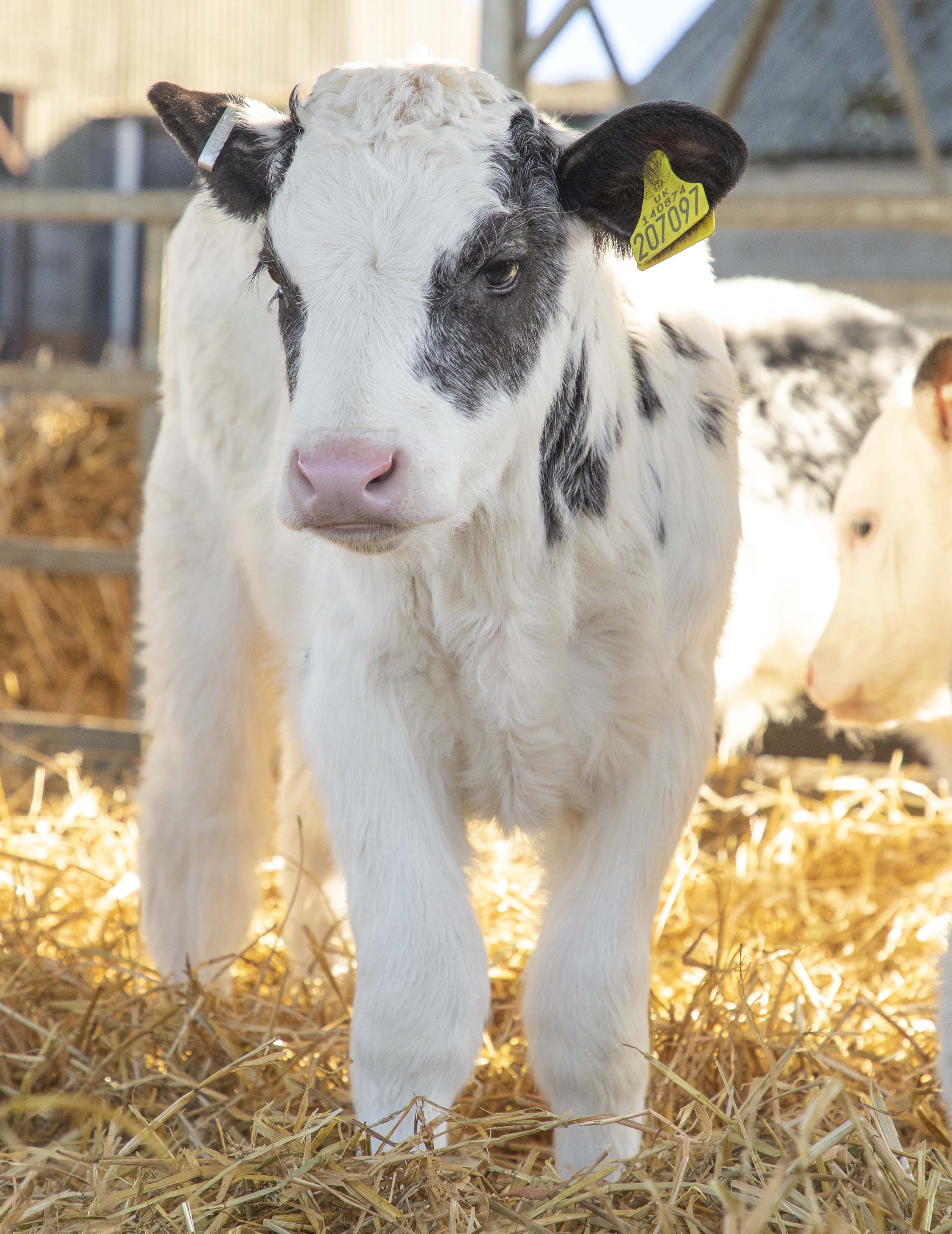 Billie the calf, at Caenby Corner’s Home Farm Dairy.