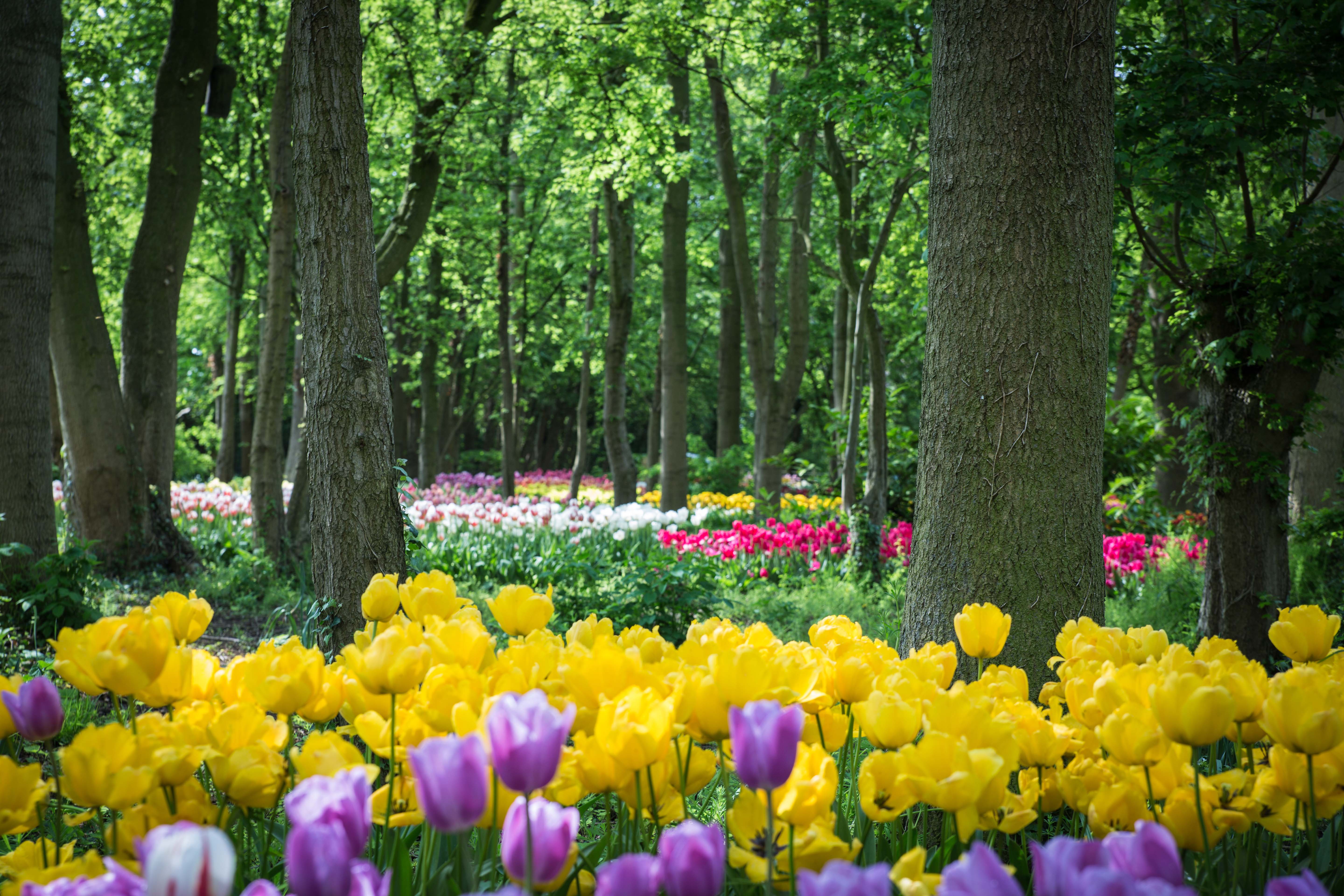 Springfields, Peter Scharff, www.peterscharff.com, courtesy of Springfields Horticultural Society.