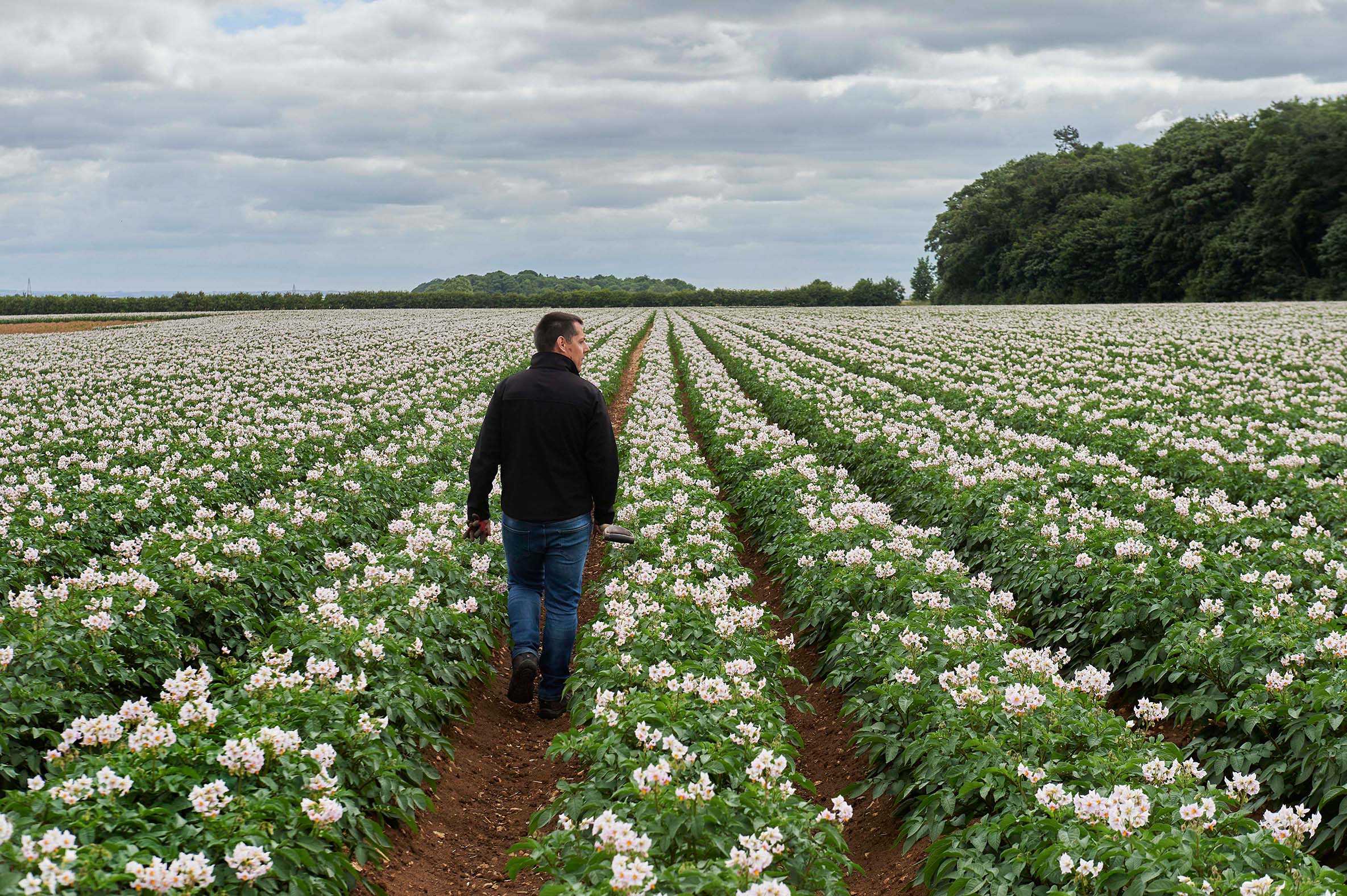 Andrew Leeson, Branston Potatoes Senior Seed Manager in a field of Laura potatoes. Image: Andy Weekes.