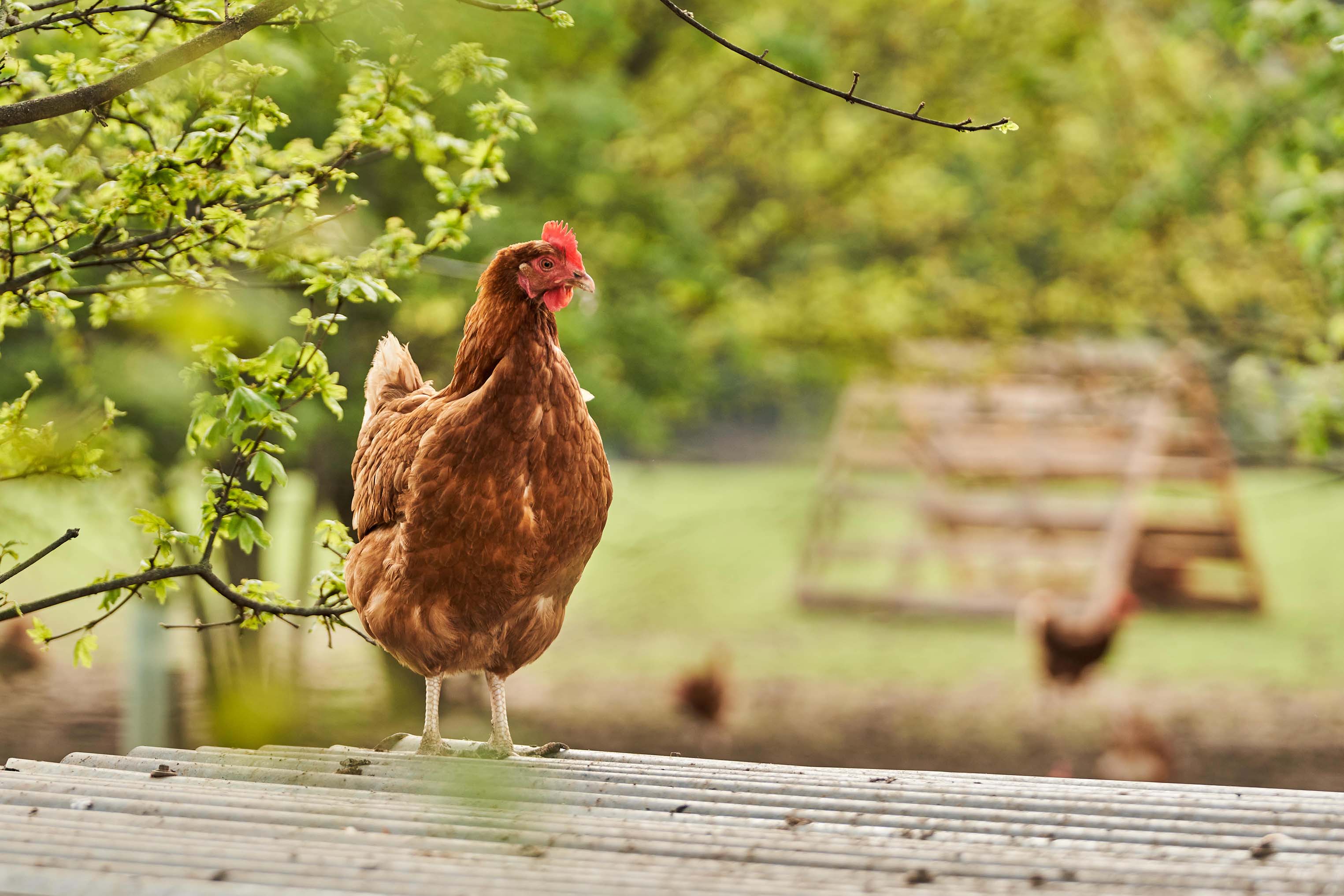 Happy Egg hen, courtesy of Noble Foods.