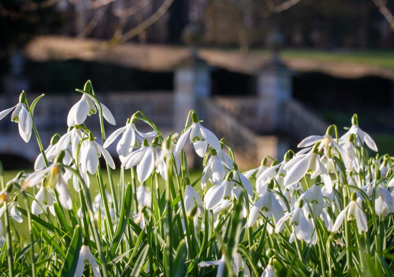 Snowdrops at Easton Walled Gardens by Fred Cholmeley.