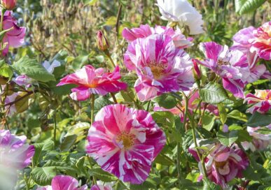 The King's Rose at Humber Bridge Garden Centre.