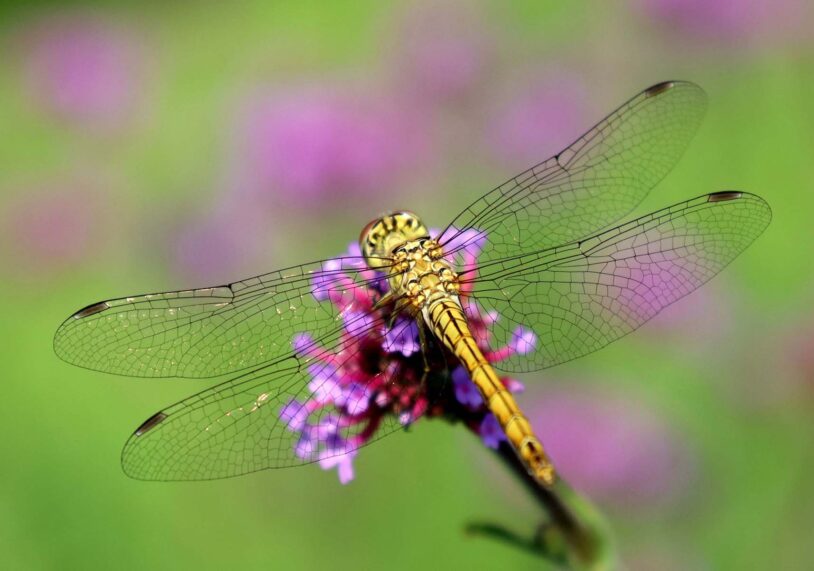 Common darter on purple flower