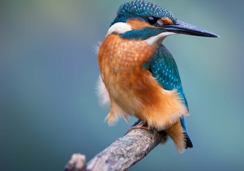 Kingfisher perched on a branch beside a river