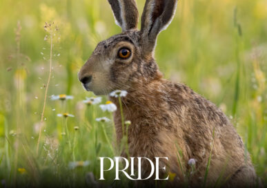 Brown hare sitting alert among long grass and late-summer wildflowers in Lincolnshire
