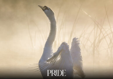 A swan stretches its wings on misty water at sunrise among reeds