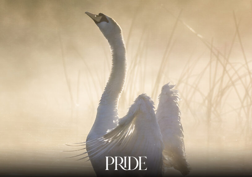 A swan stretches its wings on misty water at sunrise among reeds
