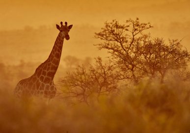 Giraffes on the Masai by John Wright
