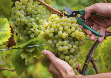 Winemaking grapes on the Hanwell Estate.