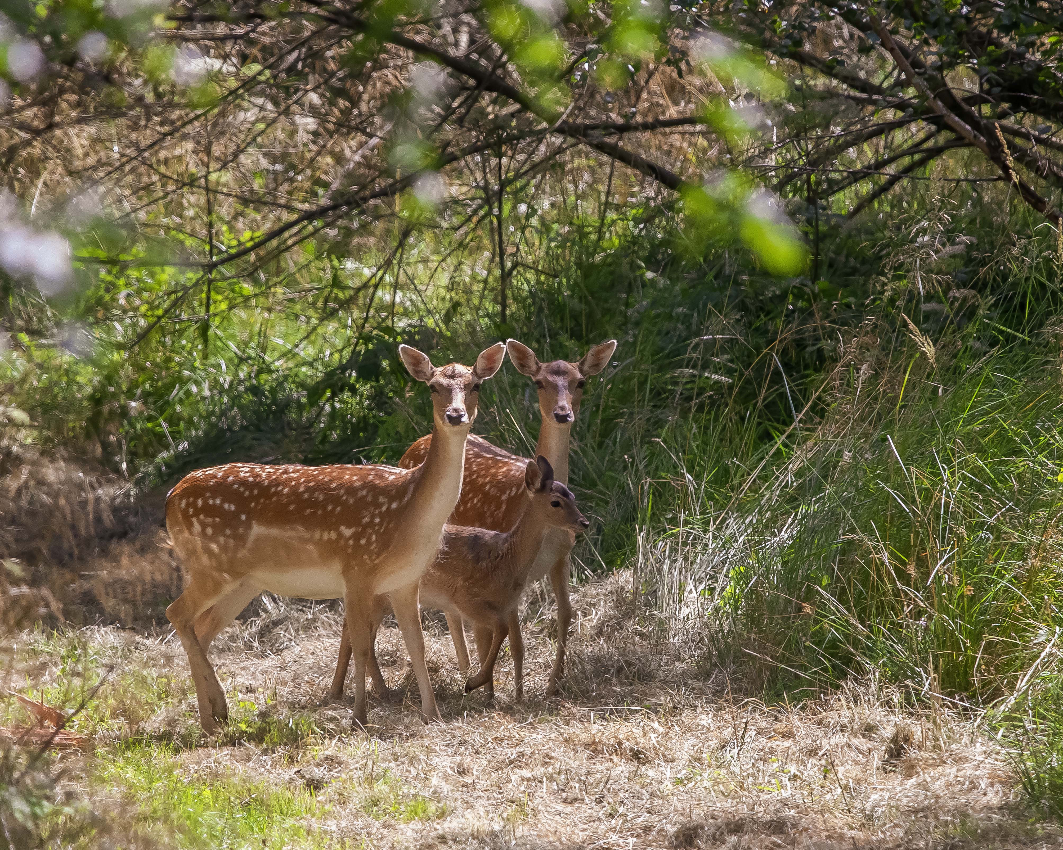 Image by Wayne Munton, taken in Callan’s Lane Woods near Bourne in late afternoon last month. For more of Wayne’s work, search for #Waynemuntonphotography on Instagram.