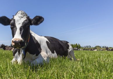 Ahimsa, your local slaughter-free dairy.