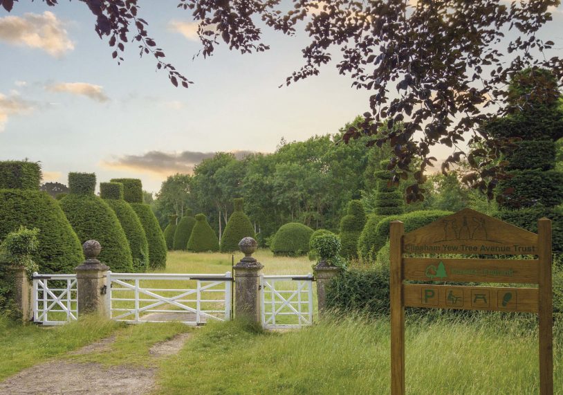 Clipsham's Yew Tree Avenue