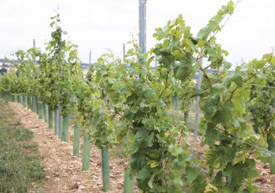 Vines growing at The Rutland Vineyard
