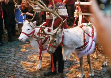 Nick Dean's Woodbine Reindeer.