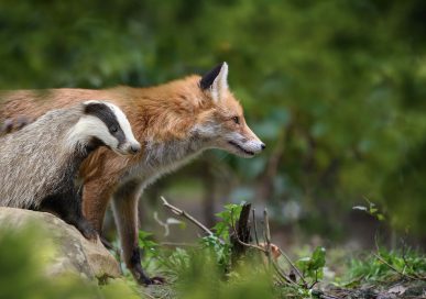 Volodymyr Burdiak/Shutterstock.