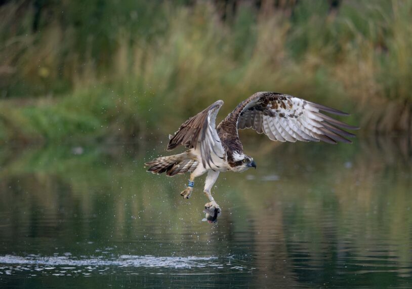 An osprey at Rutland Water. The Rutland Osprey Project has a success throughout its 30 year history.
