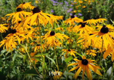 Golden rudbeckia flowers providing bold colour in a September garden