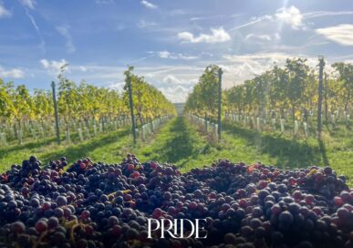 The 2026 harvest is in at The Rutland Vineyard, Ketton, and a new 2025 Red joins the Triple Tipple range.