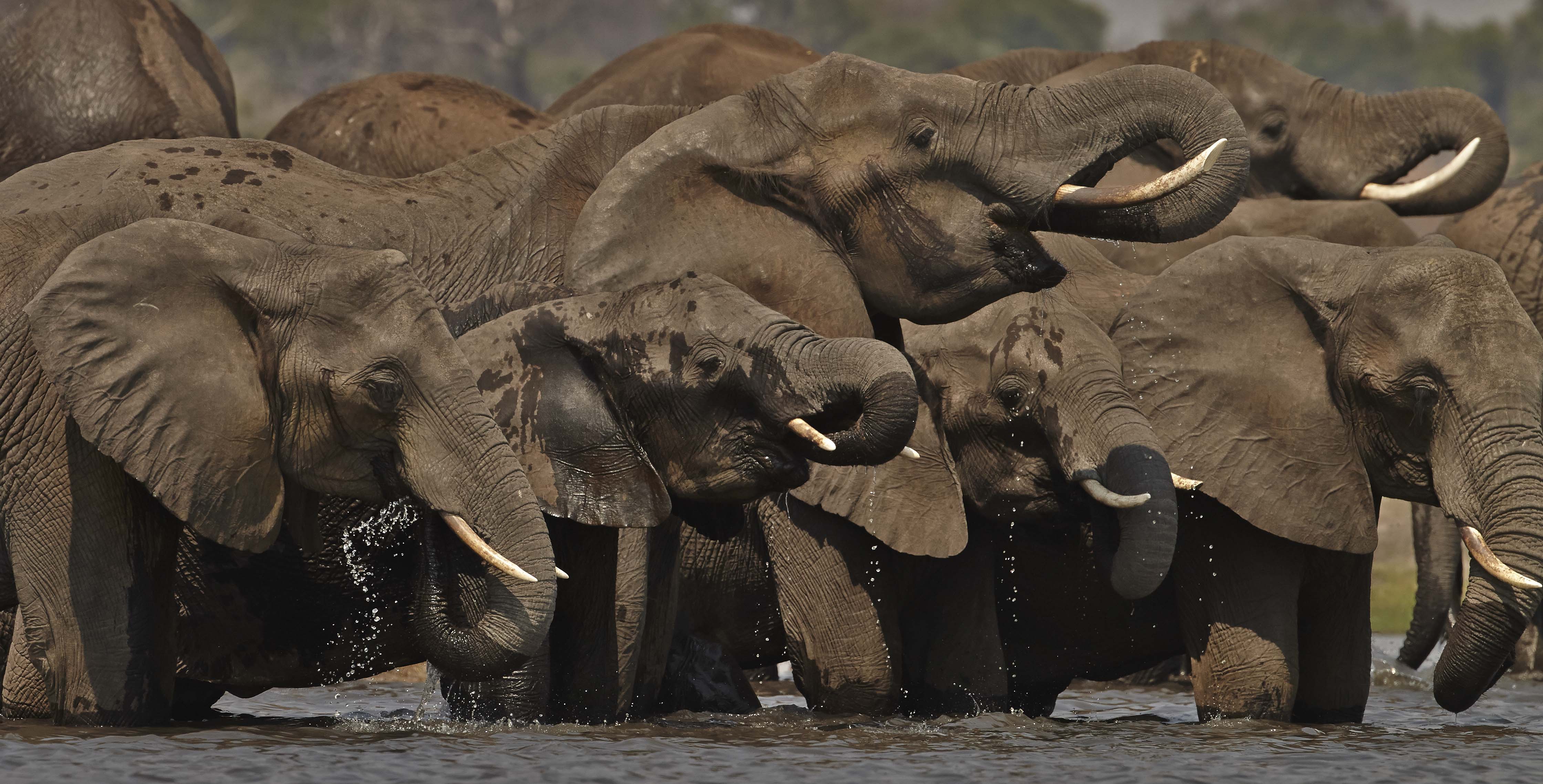 Elephants photographed by John Wright