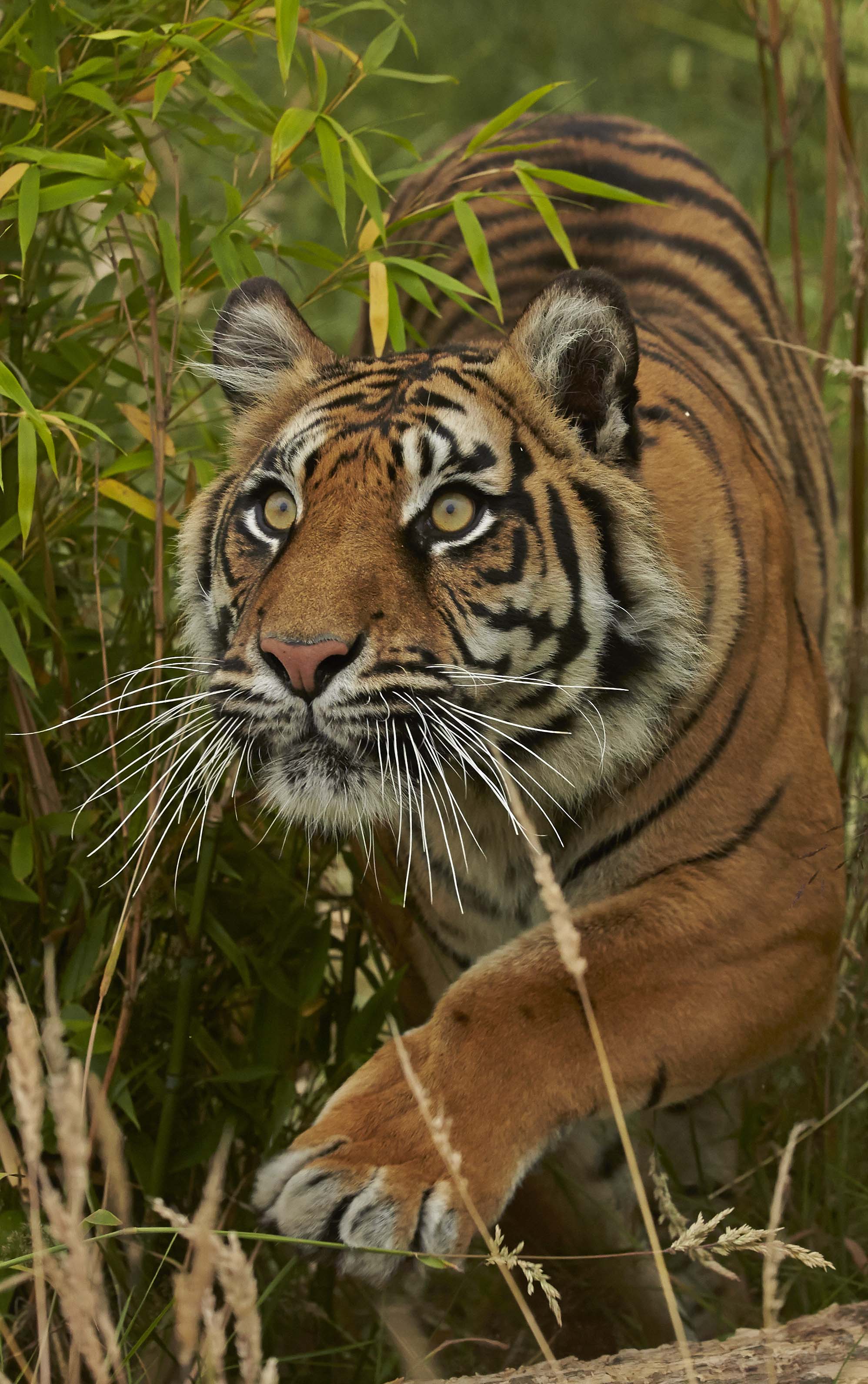 Tigers photographed at Hamerton Zoo by John Wright.