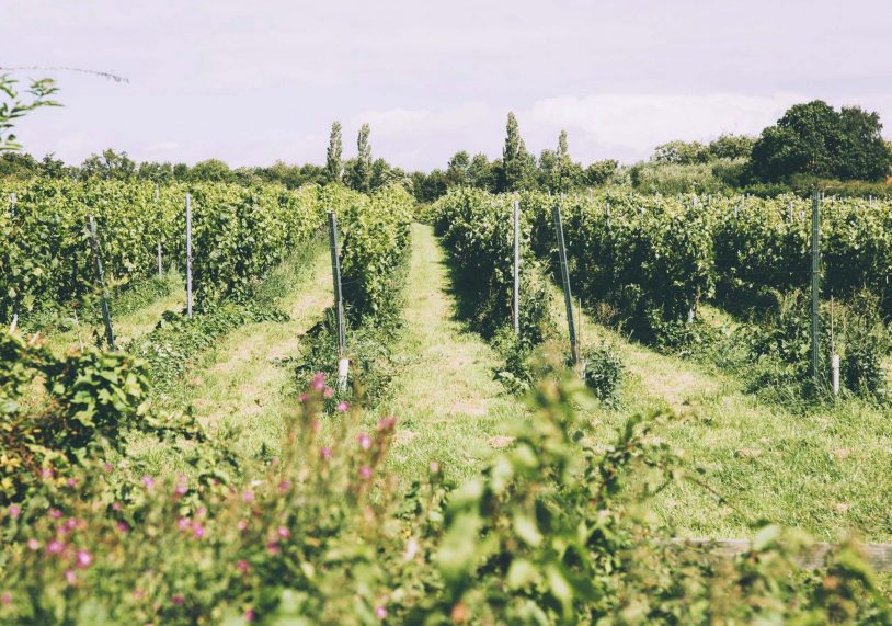 The Hanwell Winemaking Estate.