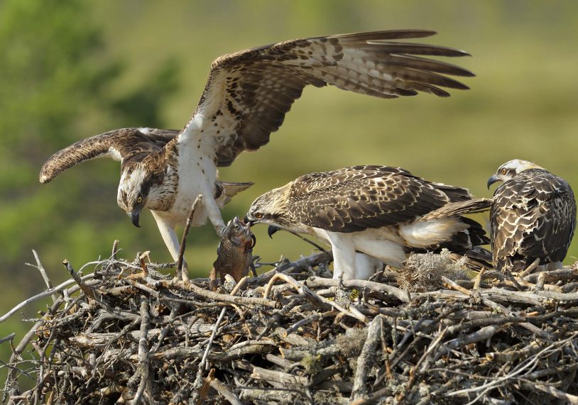 Dinner time for a hungry young osprey at Rutland Water.