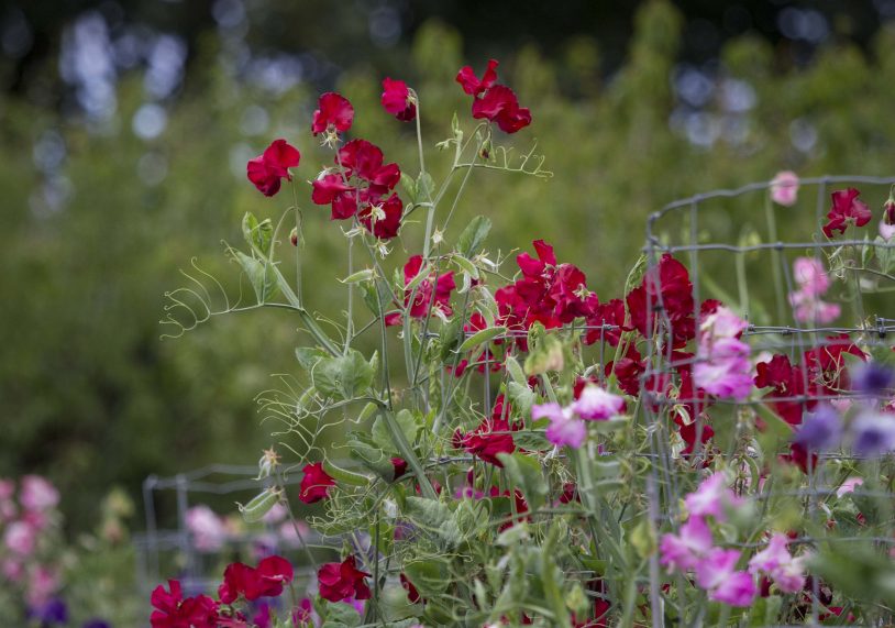 Easton Walled Garden, image by Fred Cholmeley.